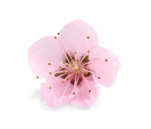 Beautiful sakura tree flower isolated on white