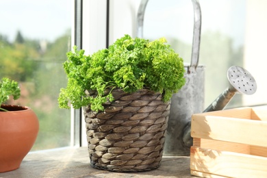 Photo of Wicker pot with fresh green parsley on window sill