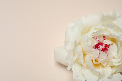 Photo of Beautiful white peony on beige background, top view. Space for text