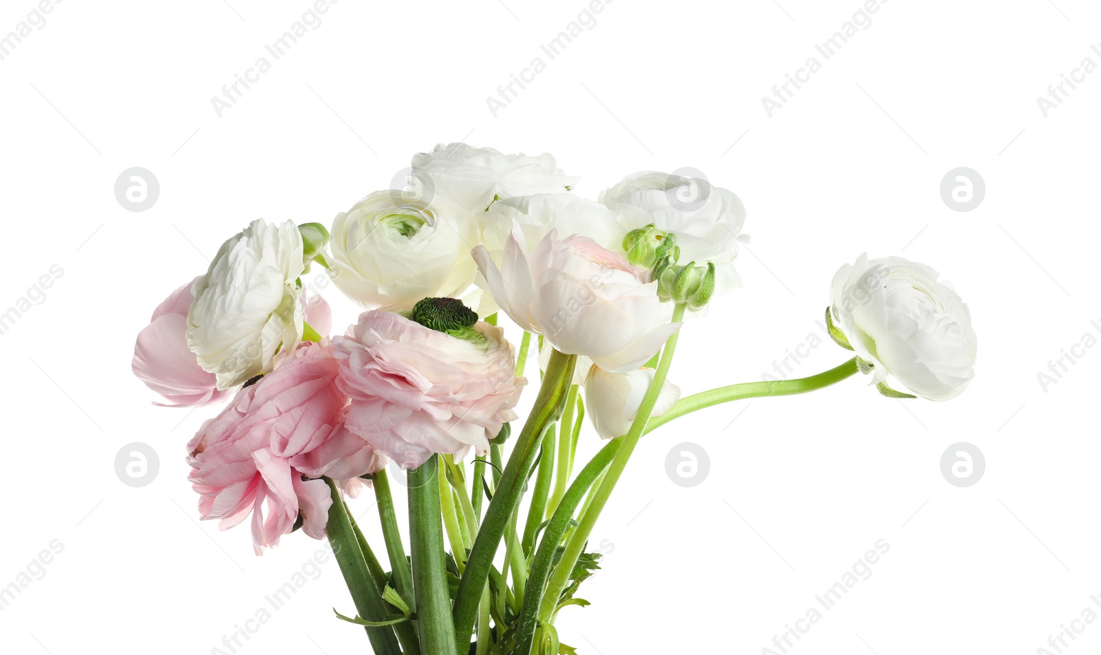 Photo of Beautiful ranunculus flowers on white background