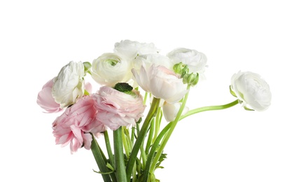 Beautiful ranunculus flowers on white background