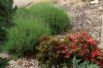 Photo of Beautiful plants among gravel outdoors. Gardening and landscaping