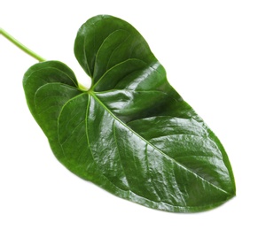 Photo of Tropical Anthurium leaf on white background