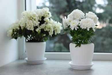 Photo of Beautiful chrysanthemum and azalea flowers in pots on windowsill indoors. Space for text