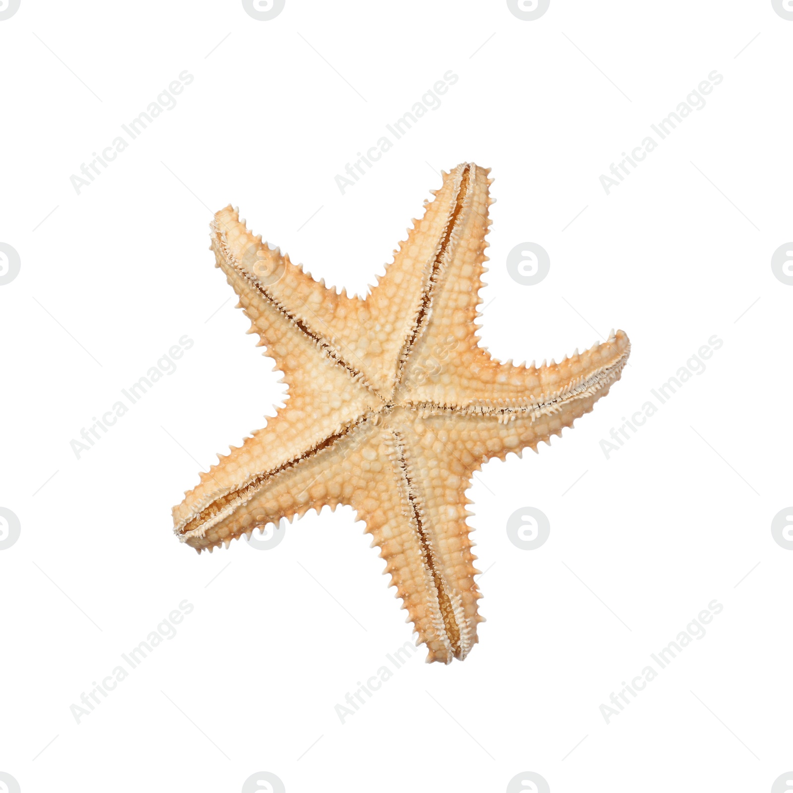 Photo of Beautiful sea star isolated on white. Beach object