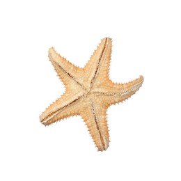 Photo of Beautiful sea star isolated on white. Beach object