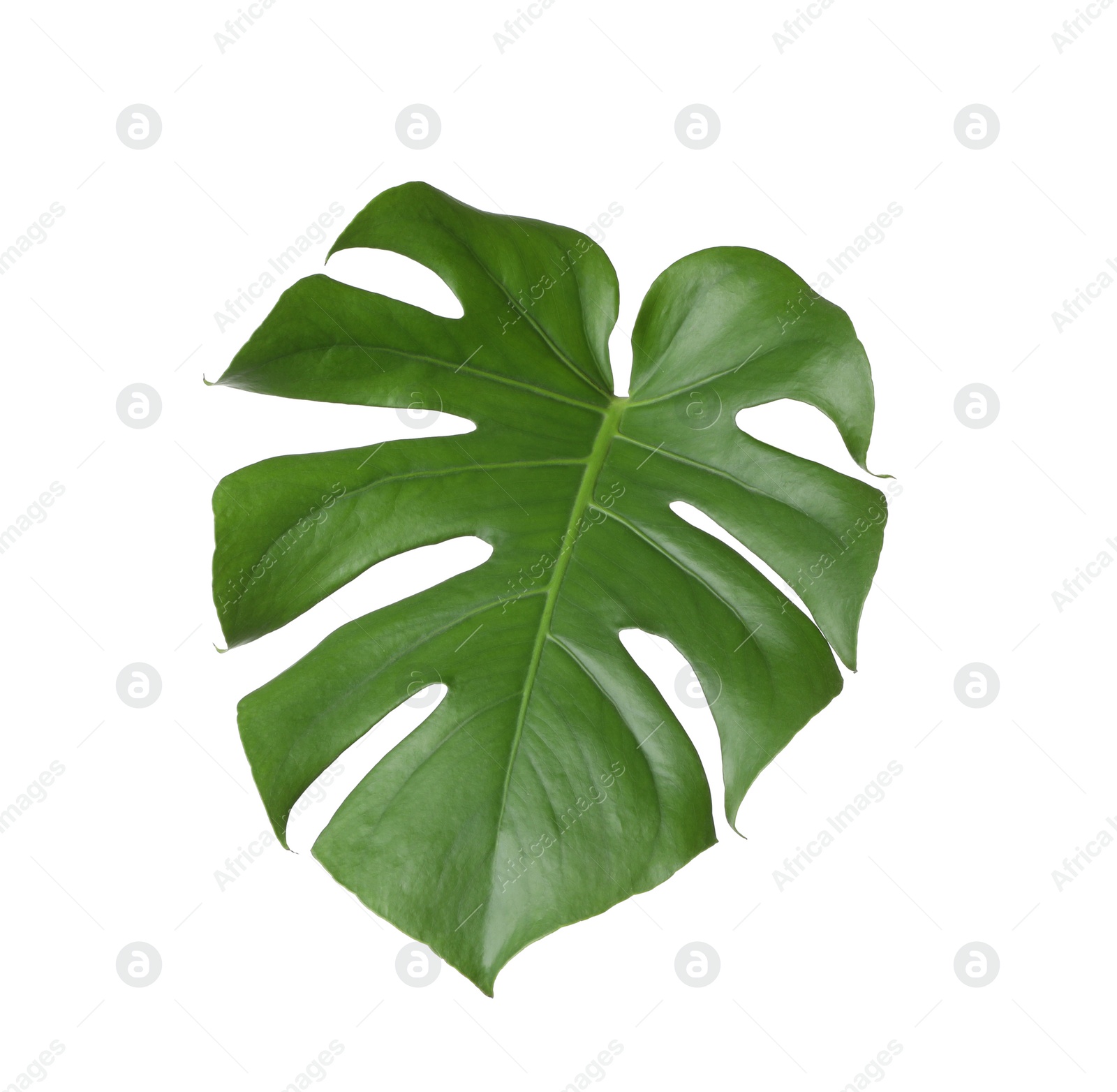 Photo of Leaf of tropical monstera plant isolated on white
