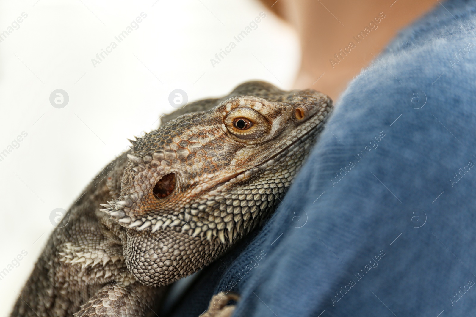 Photo of Young woman with bearded lizard at home, closeup. Exotic pet