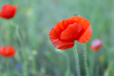 Blooming red poppy flower in field on spring day, closeup