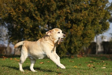 Yellow Labrador fetching stick in park on sunny day