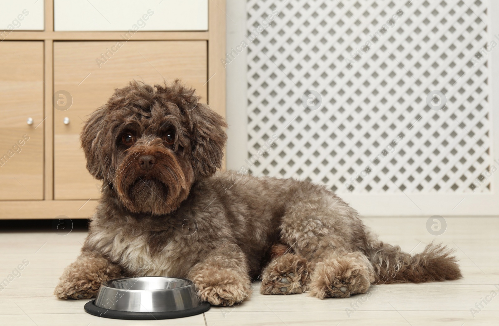 Photo of Cute Maltipoo dog and his bowl at home. Lovely pet