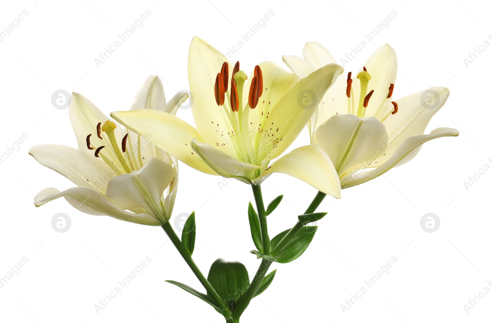 Photo of Beautiful lilies on white background. Funeral flowers