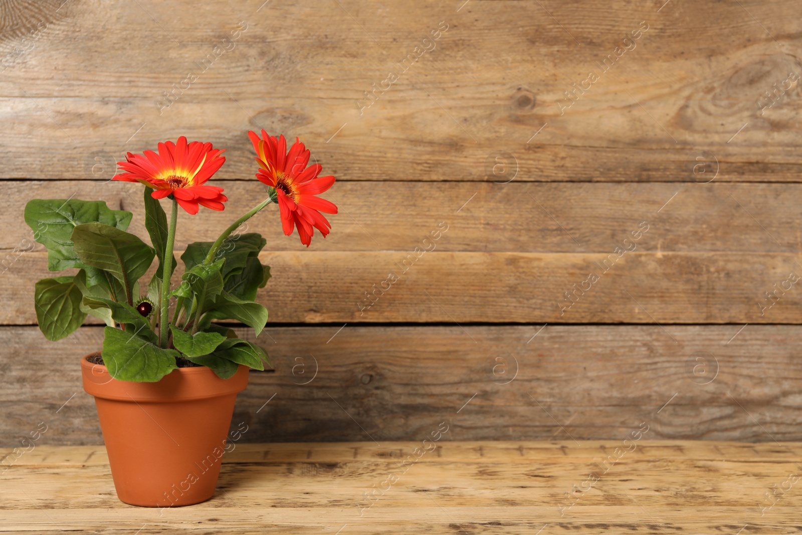 Photo of Beautiful blooming gerbera flower in pot on wooden table, space for text