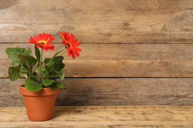 Beautiful blooming gerbera flower in pot on wooden table, space for text