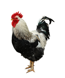 Beautiful rooster on white background. Domestic animal
