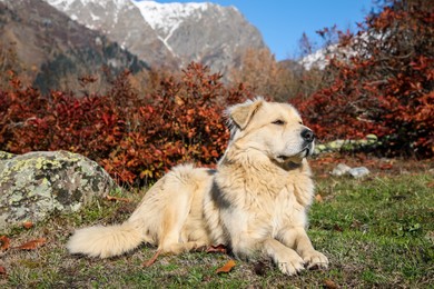 Adorable dog in mountains on sunny day