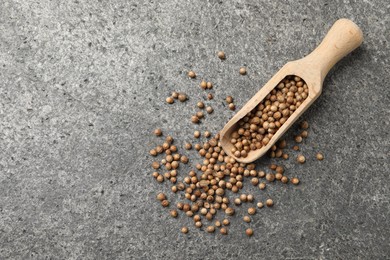 Scoop with dried coriander seeds on gray textured table, top view. Space for text