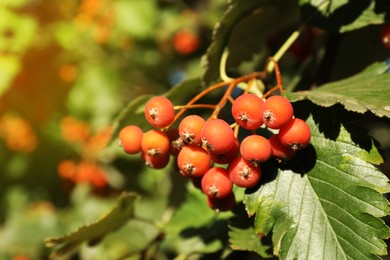 Photo of Rowan tree with many berries growing outdoors, closeup. Space for text