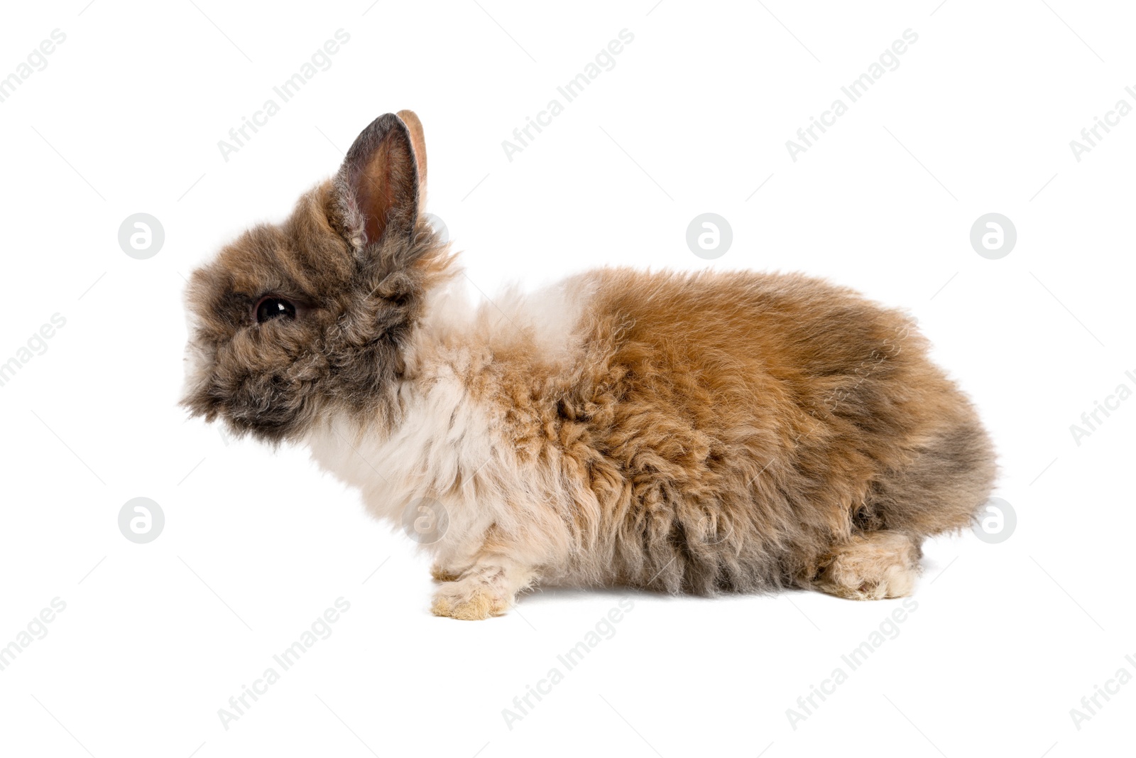 Photo of Cute little rabbit on white background. Adorable pet