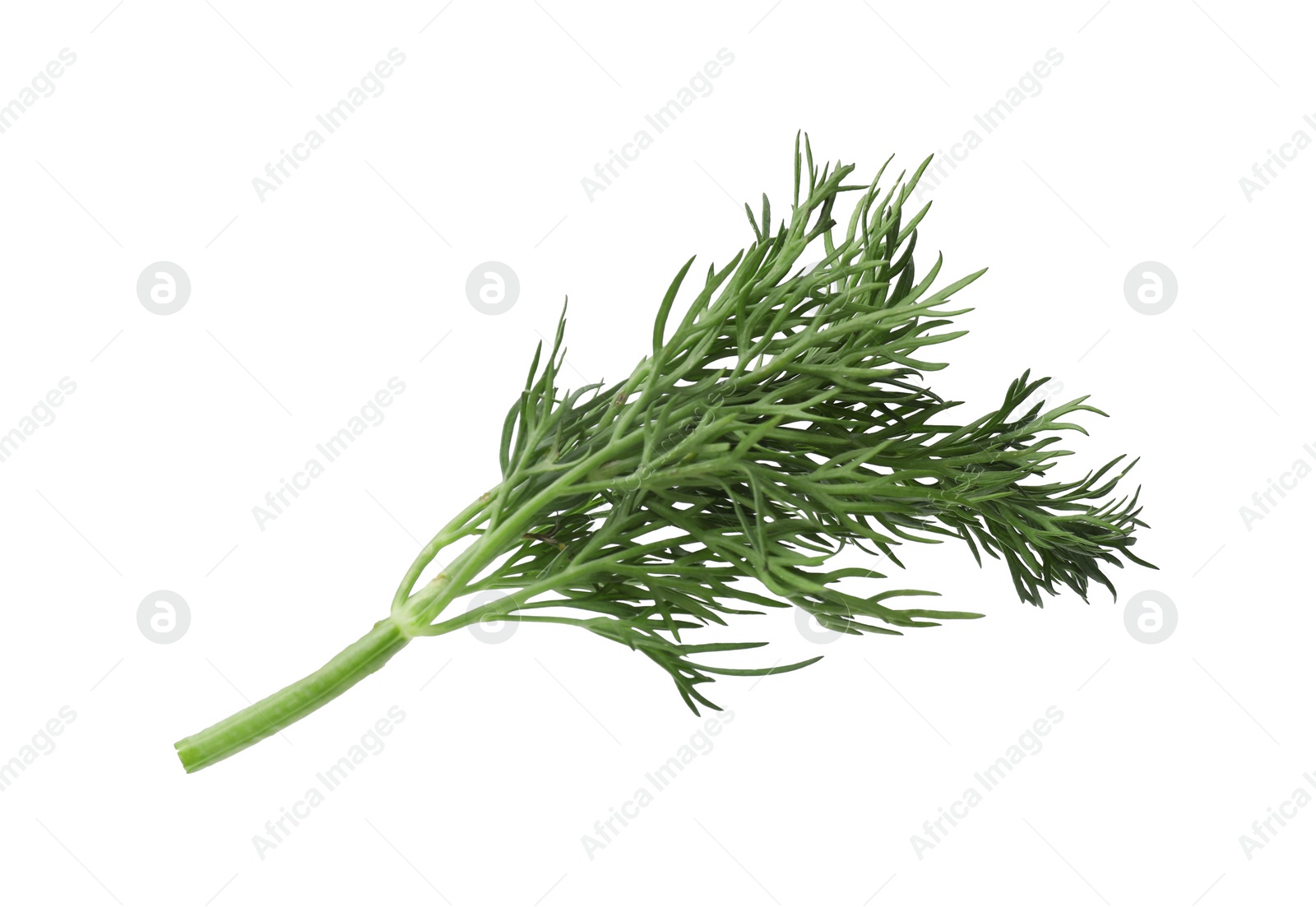 Photo of Sprig of fresh dill isolated on white