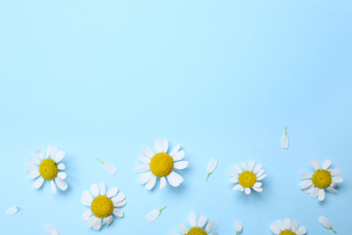 Photo of Beautiful chamomile flowers on light blue background, flat lay. Space for text