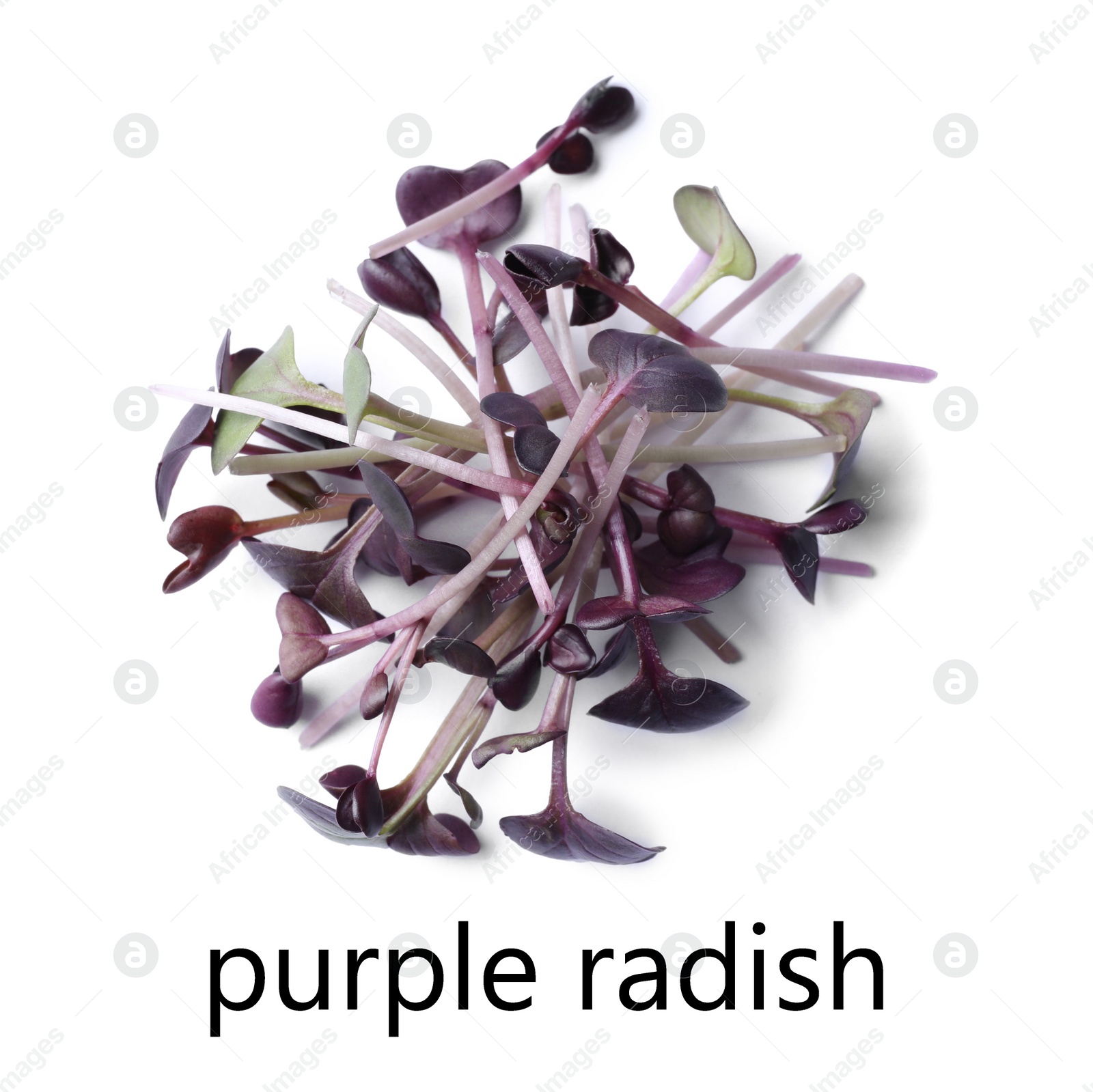 Image of Pile of fresh microgreen isolated on white, top view