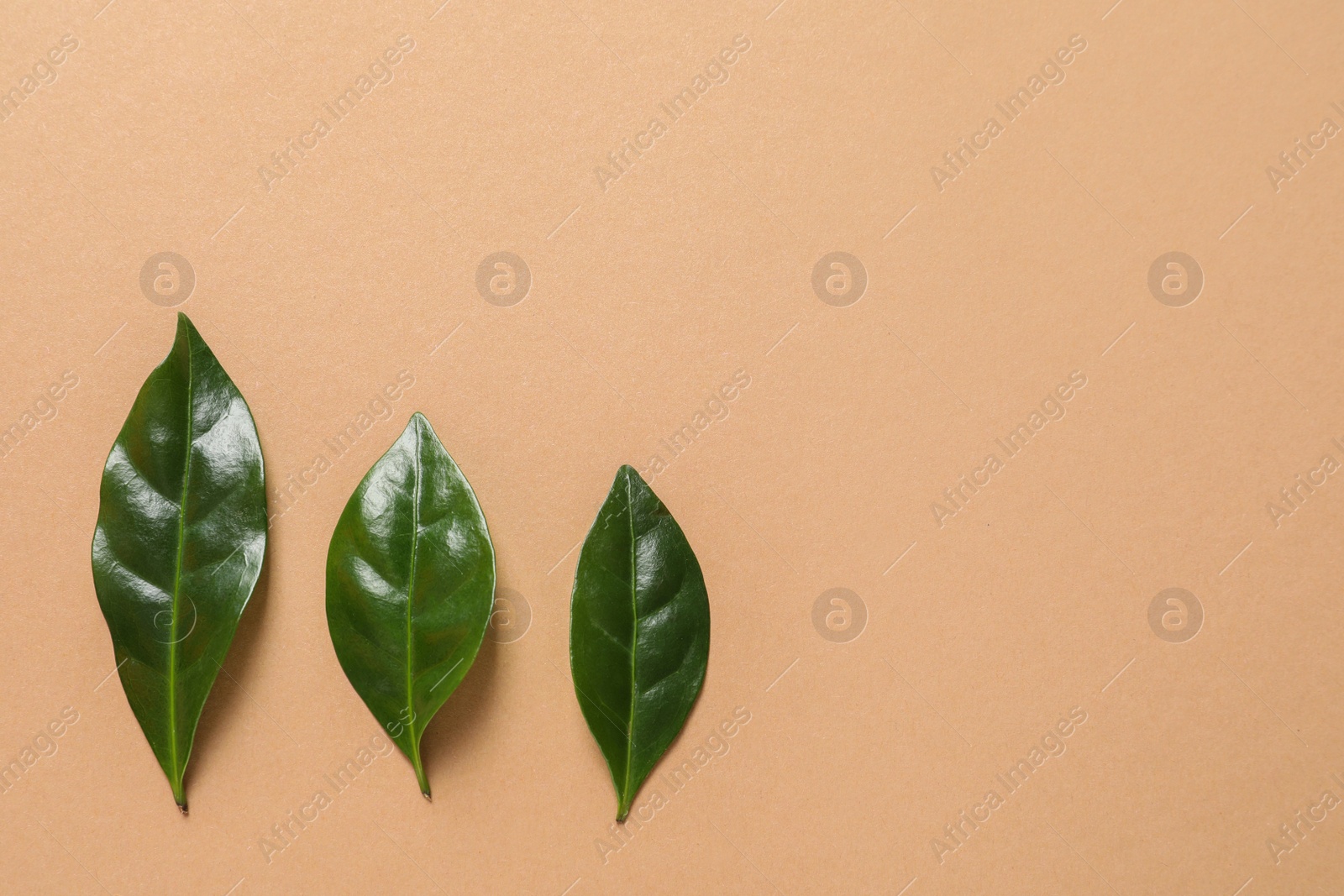 Photo of Fresh green coffee leaves on light orange background, flat lay. Space for text