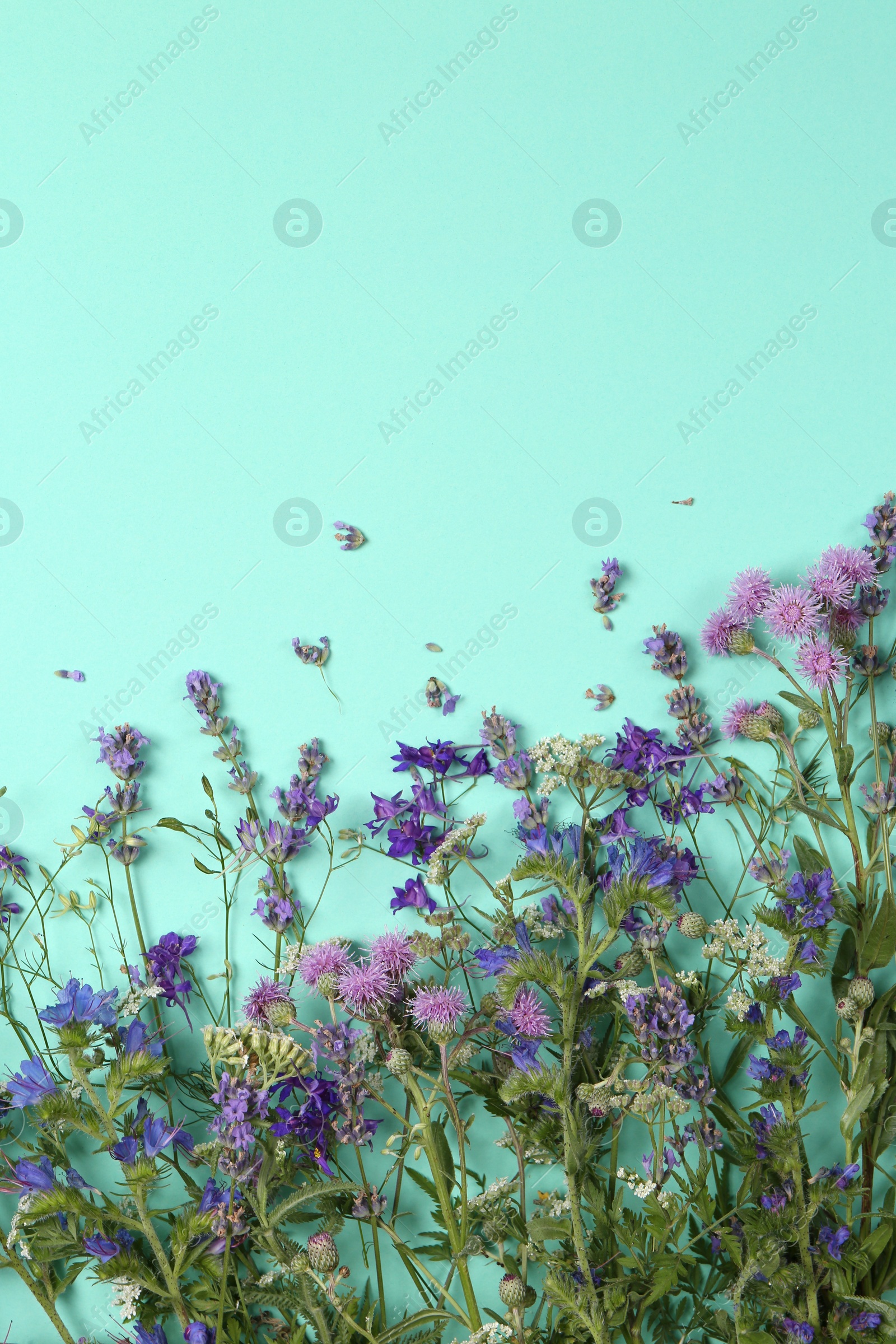 Photo of Flat lay composition with different beautiful wild flowers on turquoise background, space for text