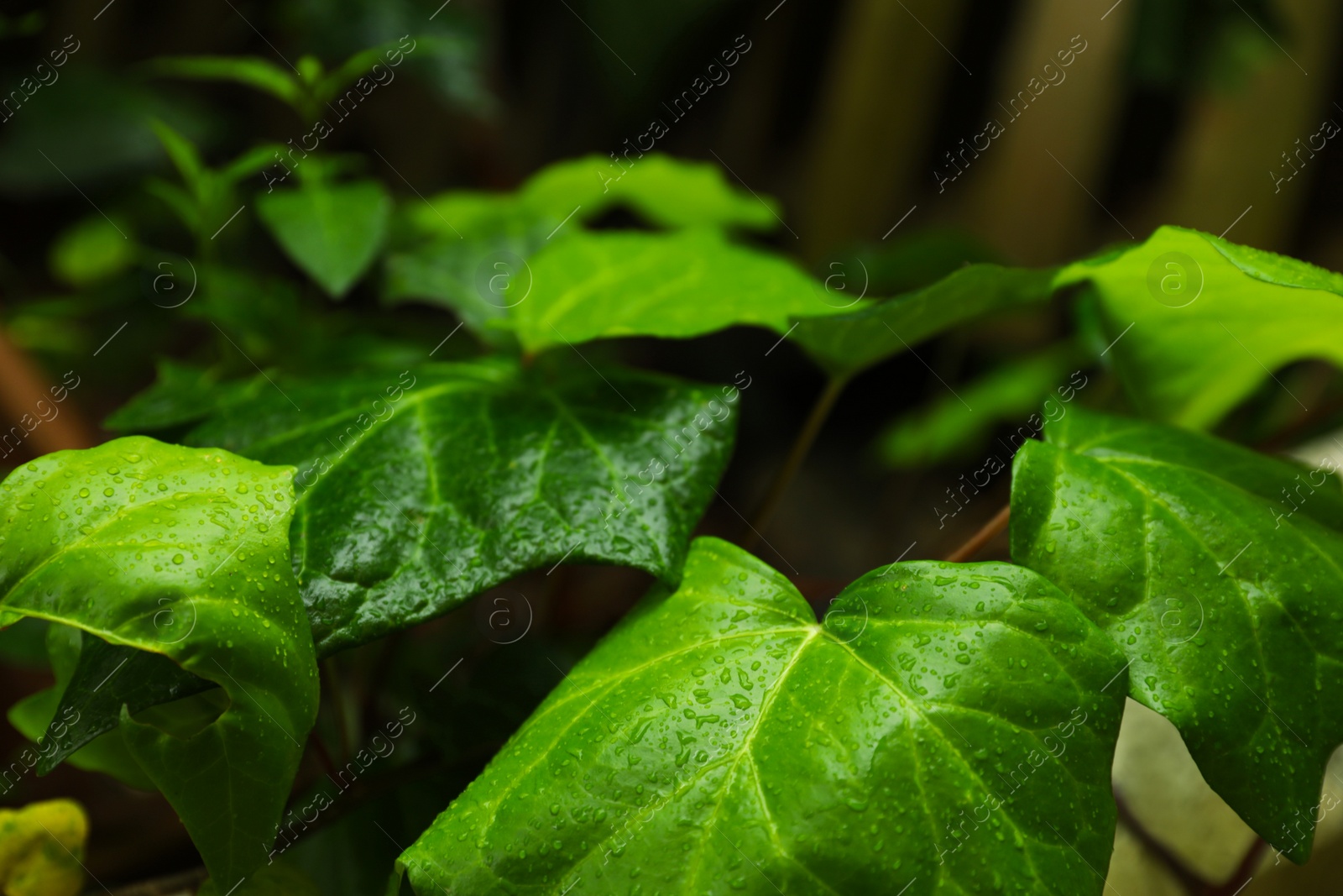 Photo of Beautiful plant with green leaves and water drops on blurred background, closeup