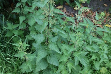 Photo of Stinging nettle plant with green leaves growing outdoors