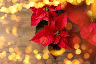 Top view of red poinsettia on wooden background, bokeh effect. Christmas traditional flower