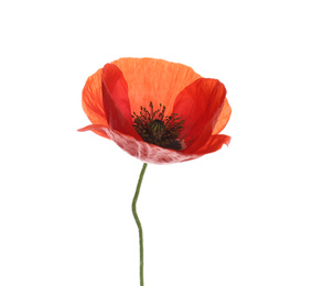 Photo of Beautiful red poppy flower isolated on white