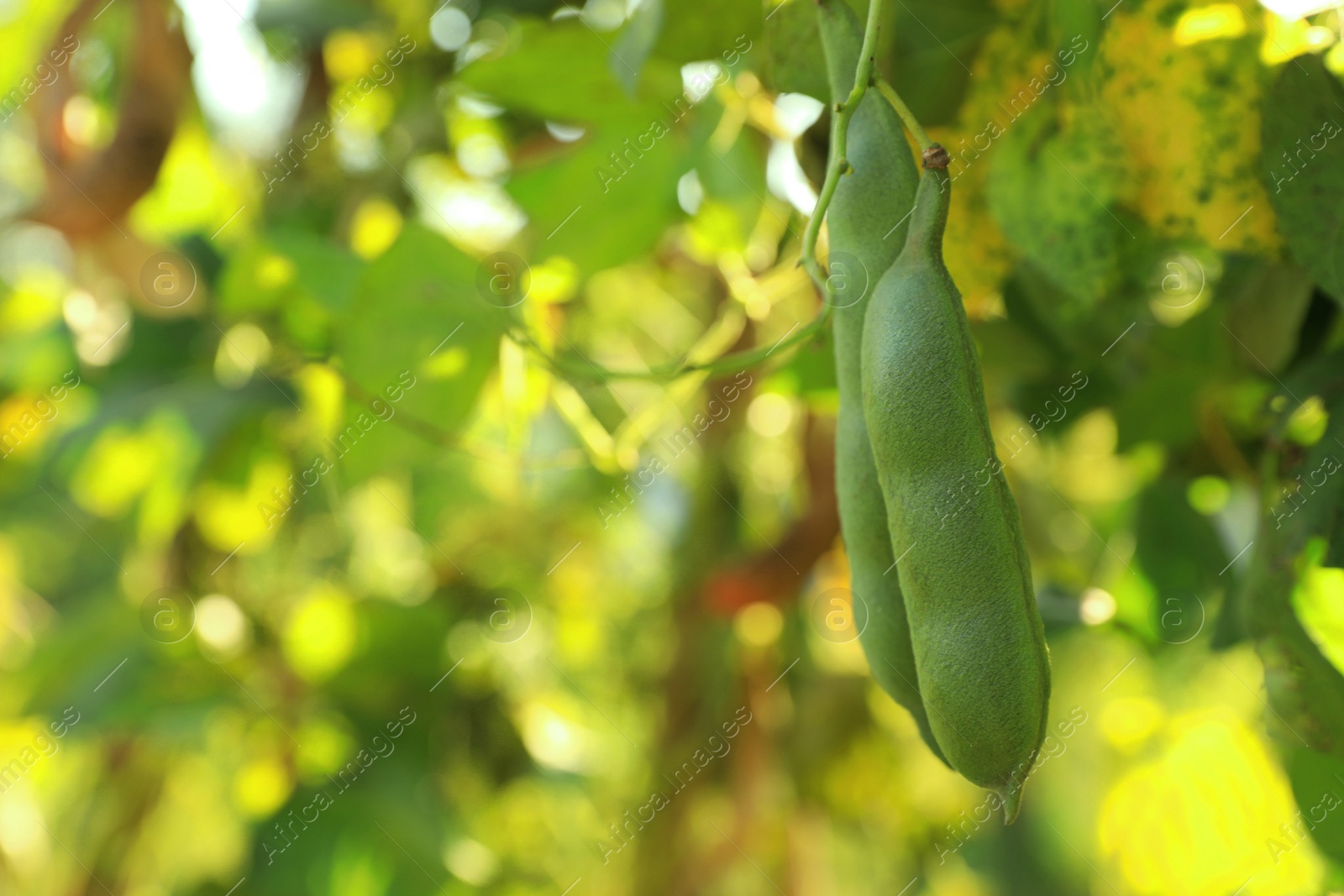 Photo of Fresh green beans growing outdoors on sunny day, closeup