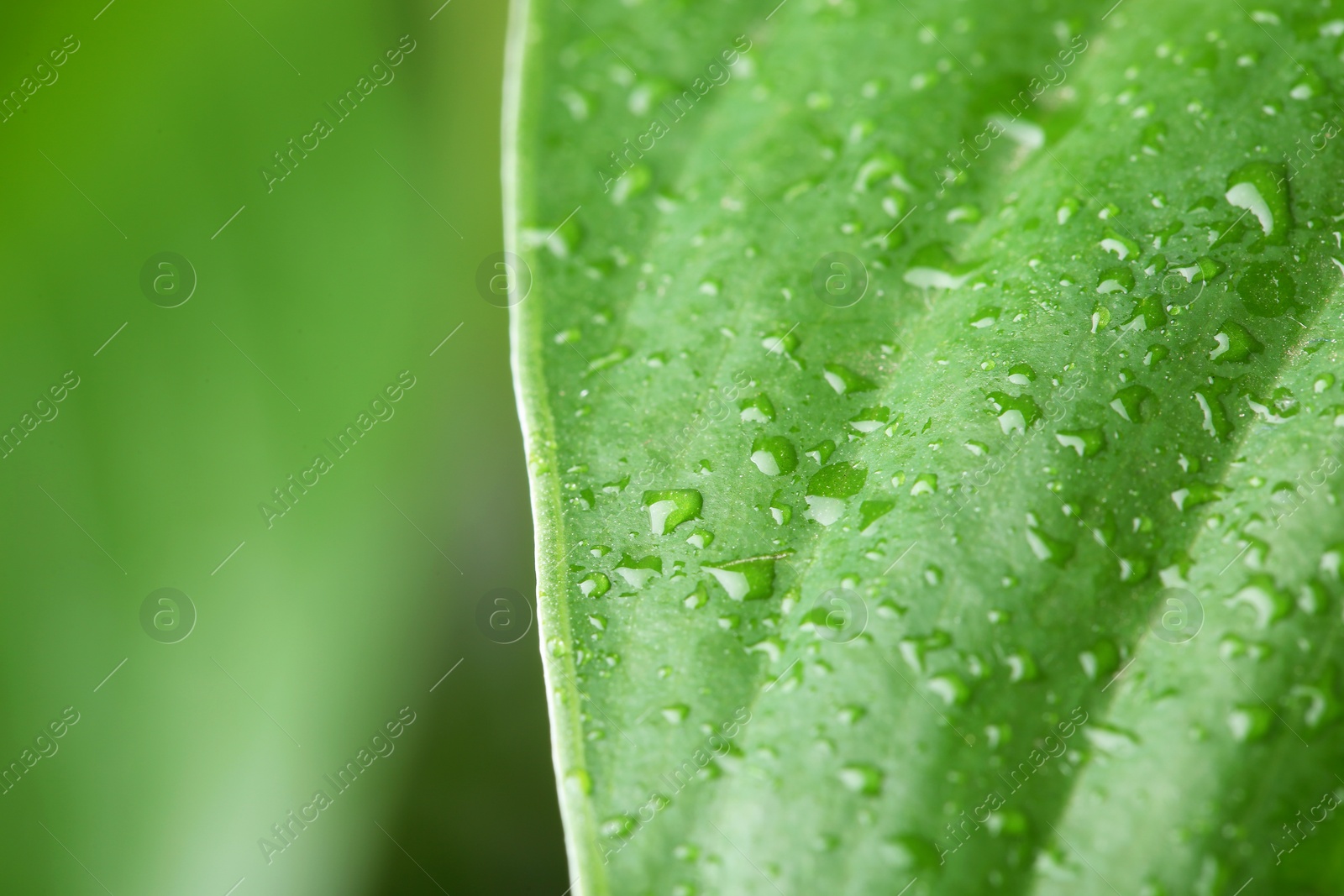 Photo of View of water drops on green leaf, closeup