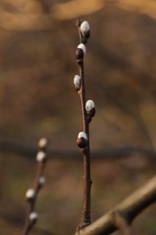 Photo of Beautiful pussy willow branch with catkins outdoors, closeup
