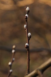 Beautiful pussy willow branch with catkins outdoors, closeup