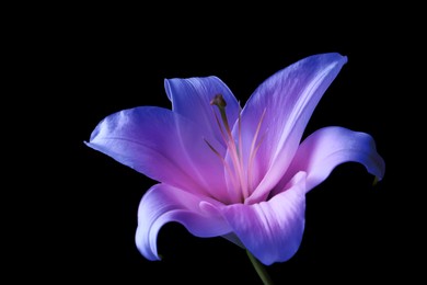 Image of Amazing lily flower in blue and violet colors on black background