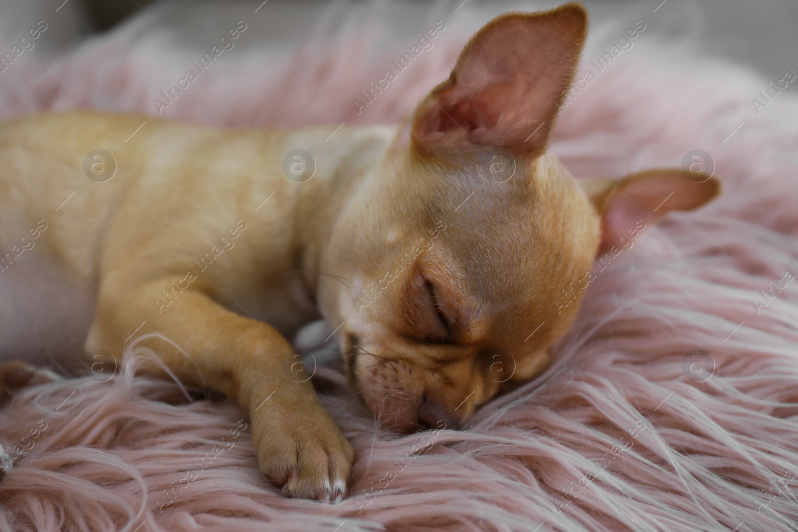 Photo of Cute Chihuahua puppy sleeping on faux fur indoors. Baby animal