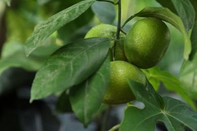 Photo of Unripe lemons growing on tree outdoors, closeup