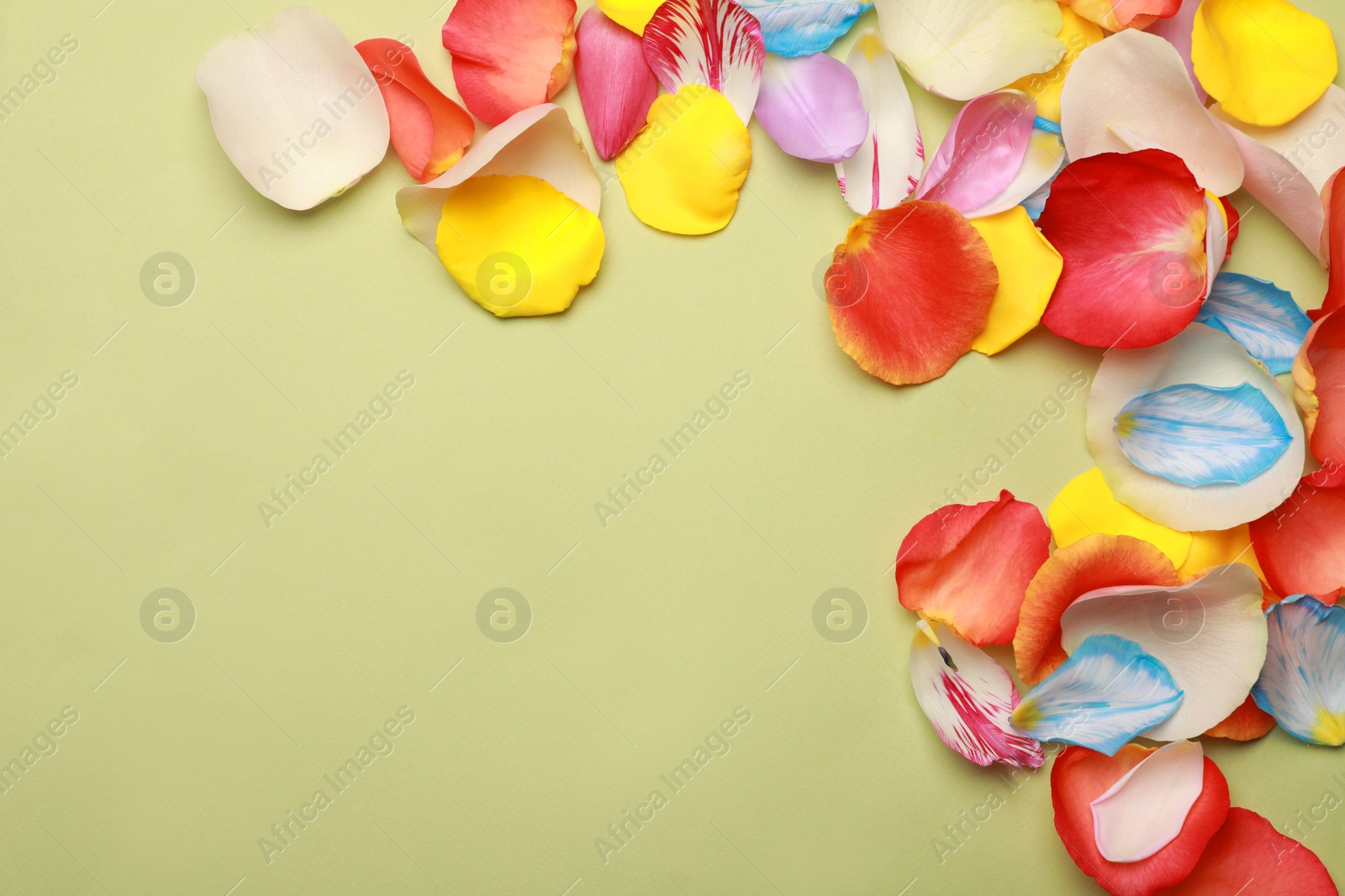 Photo of Beautiful petals on green background, flat lay. Space for text