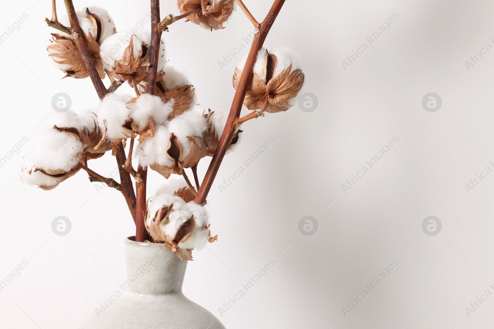 Photo of Cotton branches with fluffy flowers in vase on white background, closeup. Space for text