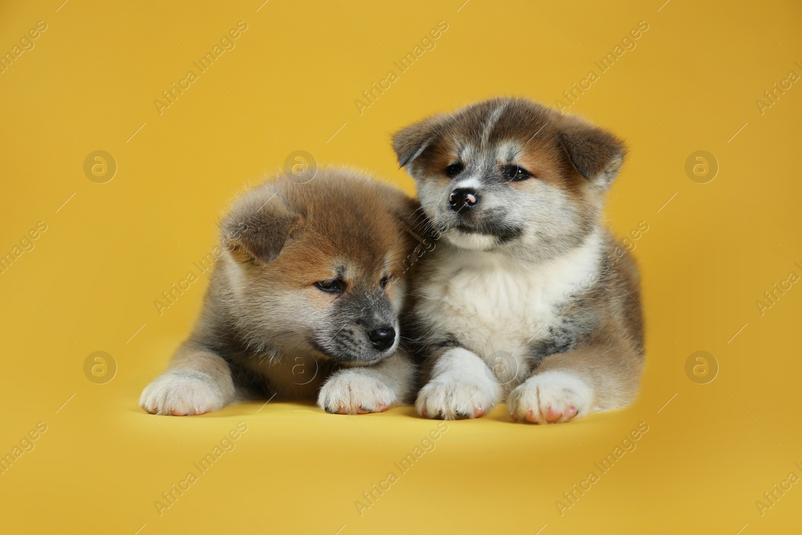 Photo of Adorable Akita Inu puppies on yellow background