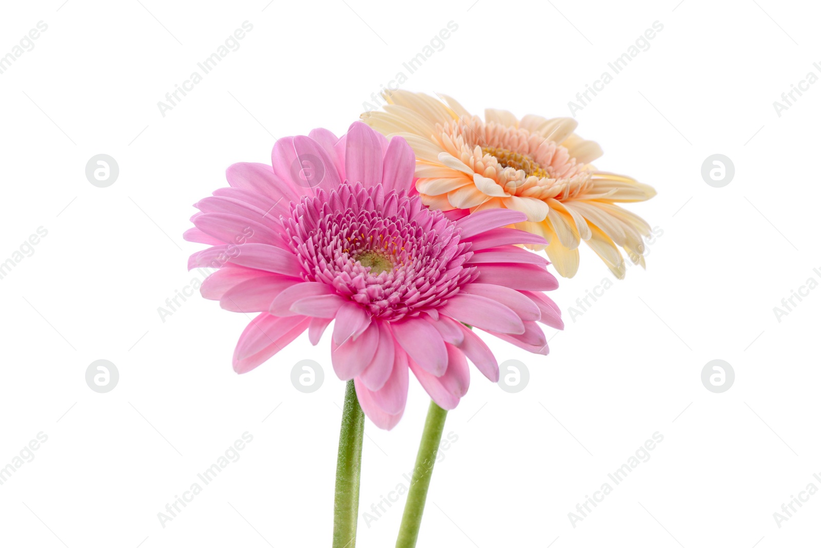 Photo of Two beautiful gerbera flowers isolated on white