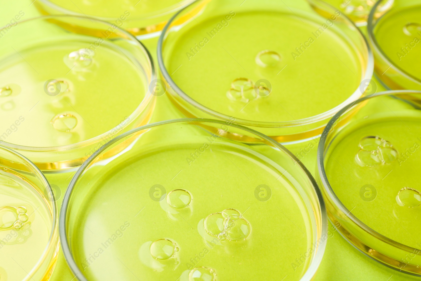 Photo of Petri dishes with liquid samples on green background, closeup