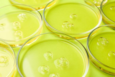 Photo of Petri dishes with liquid samples on green background, closeup