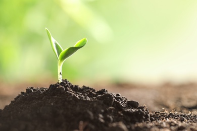 Photo of Young vegetable seedling growing in soil outdoors, space for text