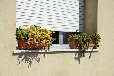 Pots with beautiful succulents on windowsill outdoors