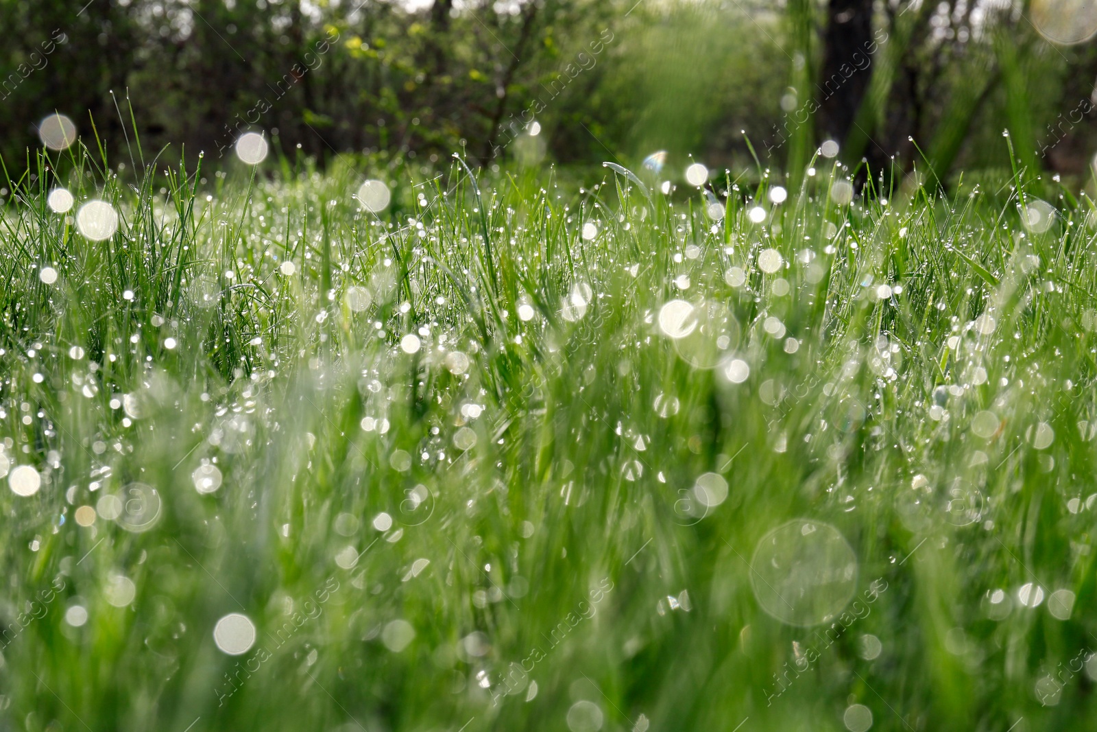 Photo of Beautiful bright green grass covered with morning dew, closeup