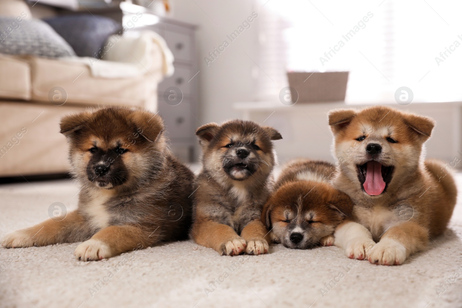 Photo of Adorable Akita Inu puppies on carpet indoors