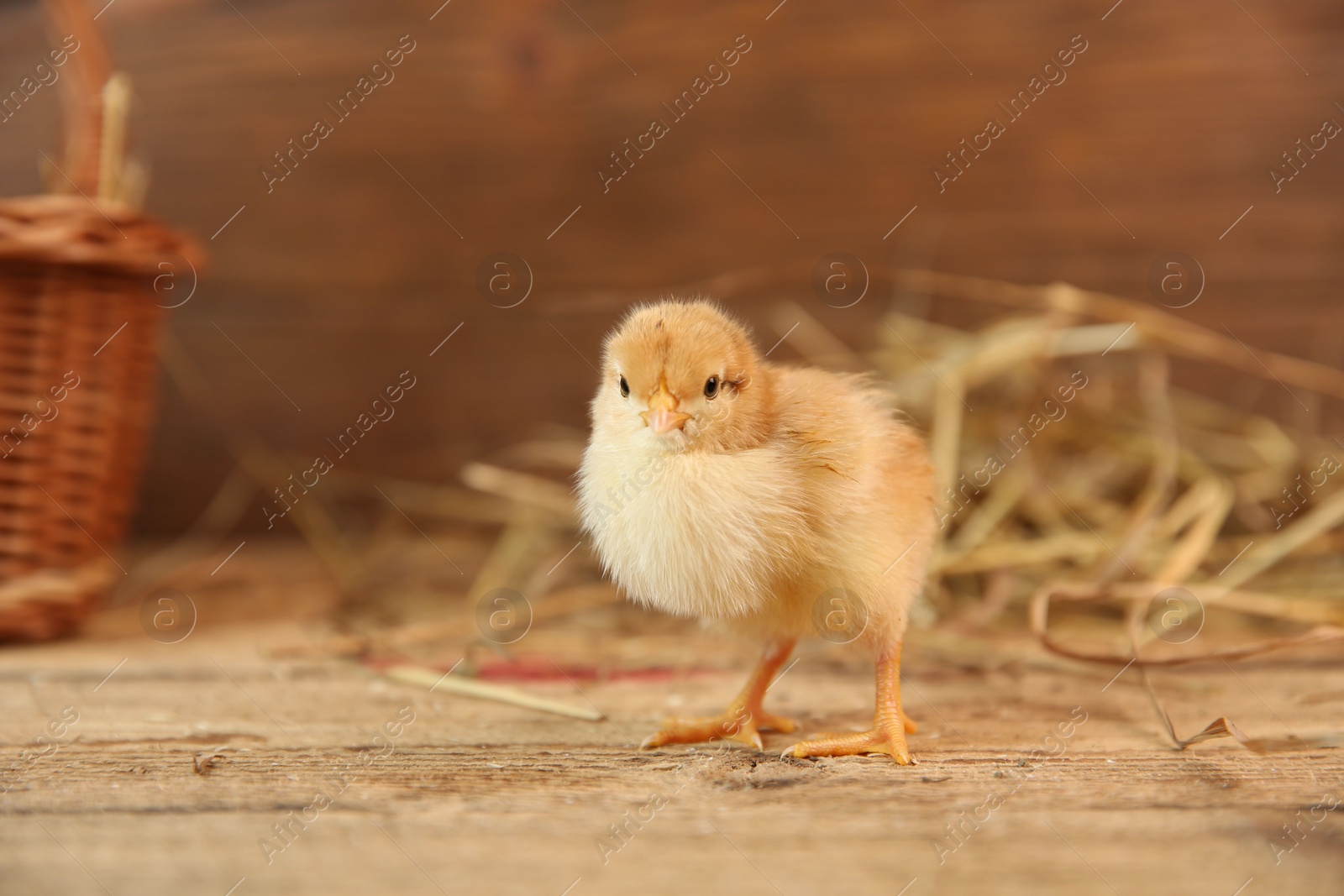 Photo of Cute chick on wooden table. Baby animal